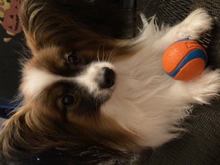 Bennie with a ball