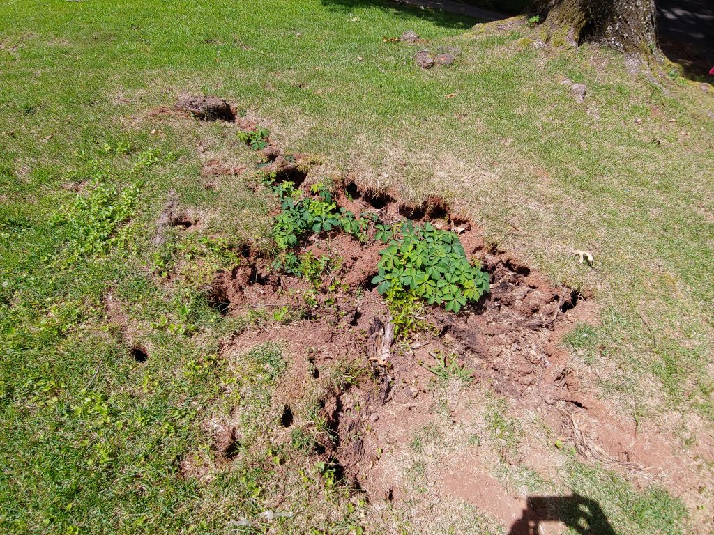 lawn damaged by chipmunk burrows